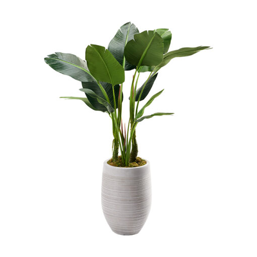 48" Bird of Paradise Plant in Small Kair Planter - 321888