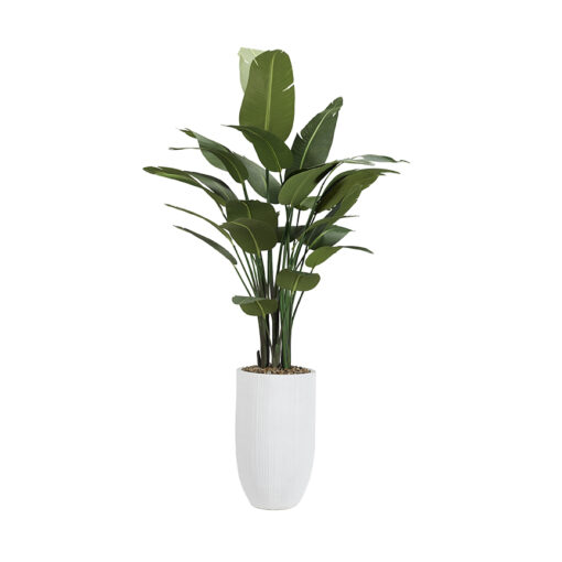 10' Traveler Palm in White Nell Planter - 324966