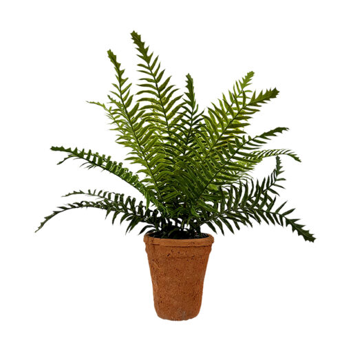 Small Boston Fern in Terra Cotta - 248003