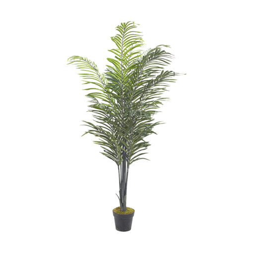 Areca Palm - TL42-NP